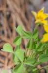 Tufted yellow woodsorrel